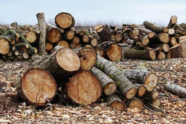 Milioane de hectare de pădure au pierdut lupta cu drujbele